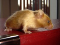 /album/vrhy-fotecky/vrhy/